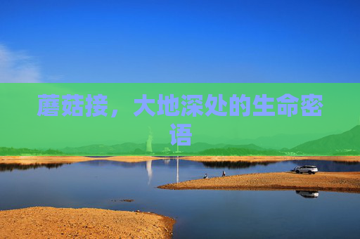 蘑菇接，大地深处的生命密语