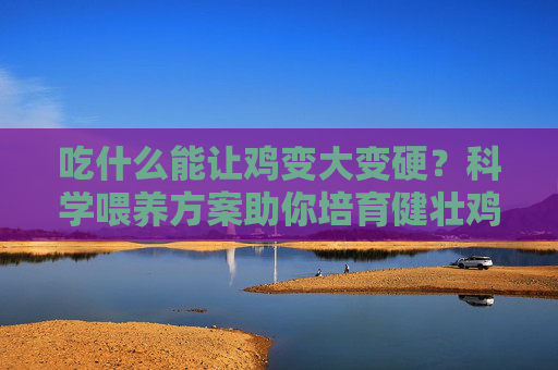 吃什么能让鸡变大变硬？科学喂养方案助你培育健壮鸡群