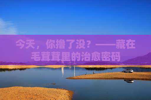 今天，你撸了没？——藏在毛茸茸里的治愈密码