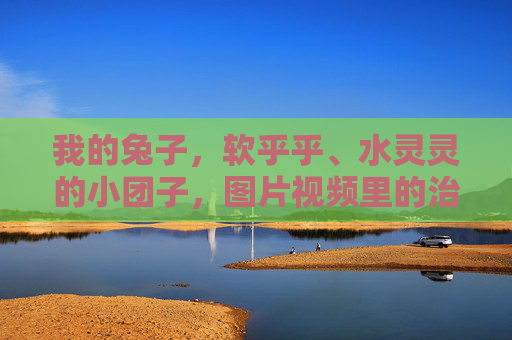 我的兔子,软乎乎、水灵灵的小团子,图片视频里的治愈日常 我的兔子,软乎乎、水灵灵的小团子,图片视频里的治愈日常