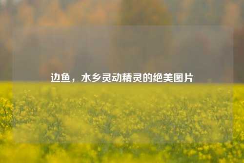边鱼，水乡灵动精灵的绝美图片