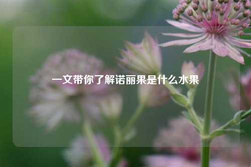 一文带你了解诺丽果是什么水果