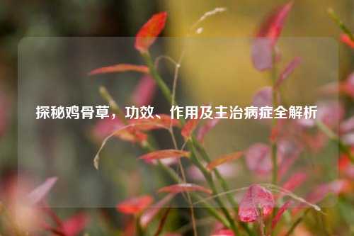 探秘鸡骨草,功效、作用及主治病症全解析