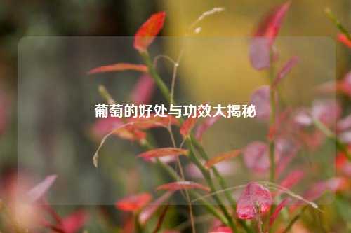 葡萄的好处与功效大揭秘