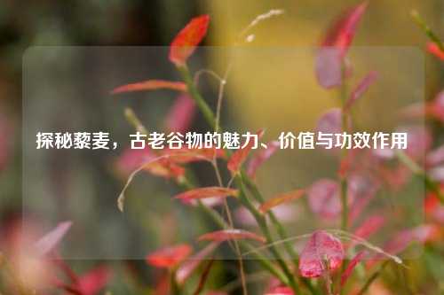 探秘藜麦，古老谷物的魅力、价值与功效作用