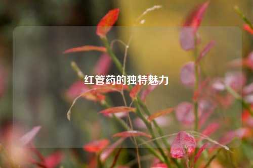 红管药的独特魅力