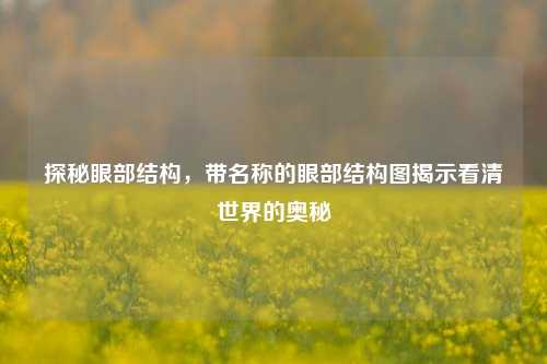 探秘眼部结构，带名称的眼部结构图揭示看清世界的奥秘